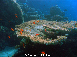 I have tried to capture the contracts of anthias to the b... by Svetoslav Dimitrov 
